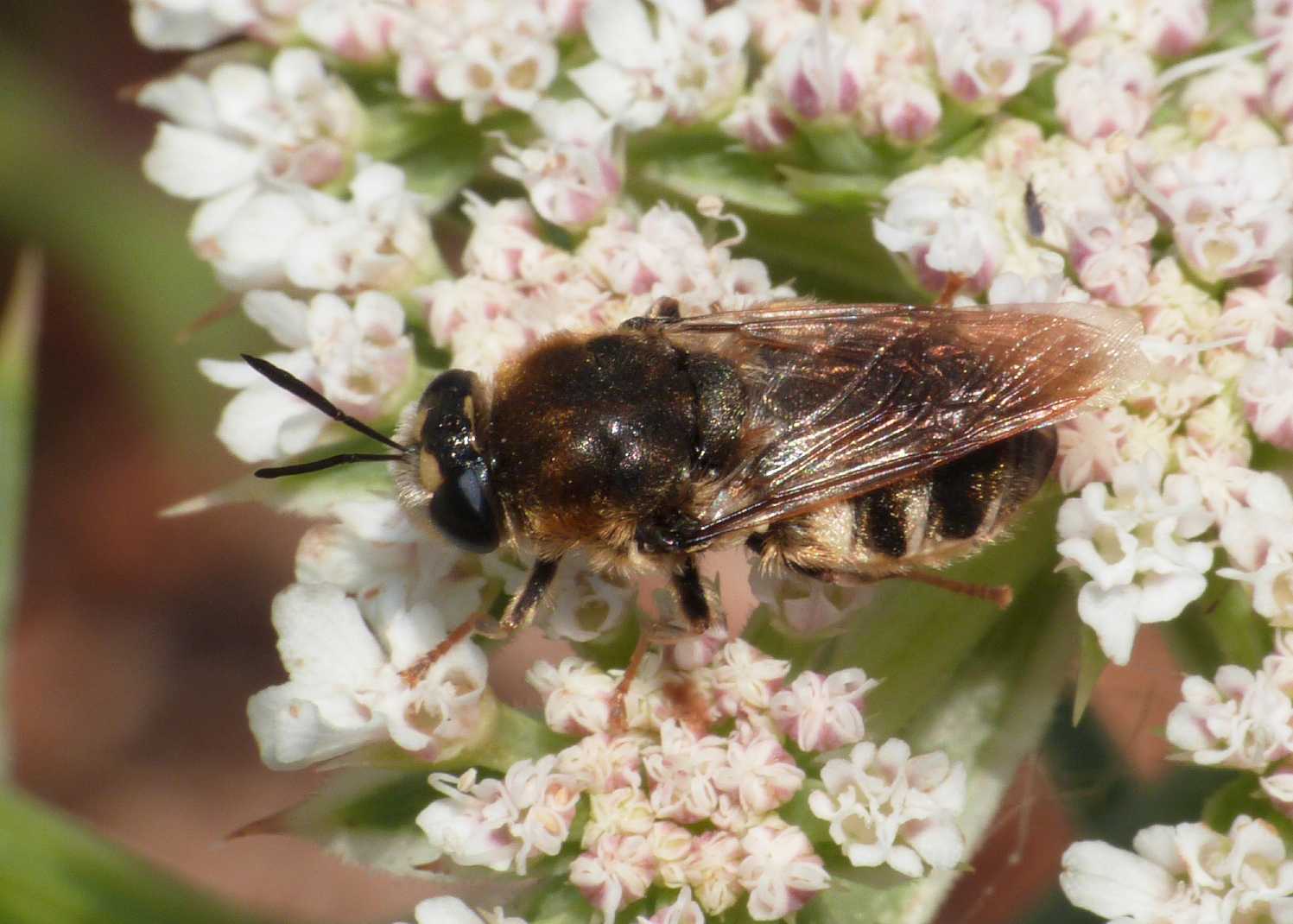 Stratiomys longicornis?
